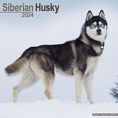 Siberian Husky Calendar 2024 (Square)
